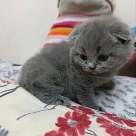 шотландский веслушка