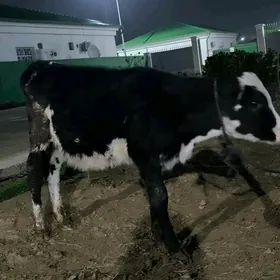 galişteyn okuzceler