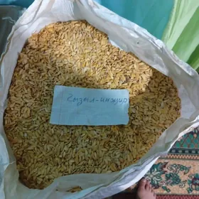 Gawun Gyzylinjir, Tohum