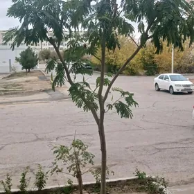 ленкоранскоя акация