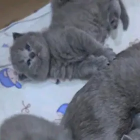 шотланский катята