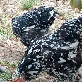 брама мрамр