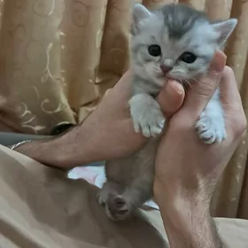 шотландские котята