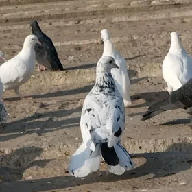 голубь мраморный