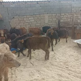 öküzçe tüwe öküz göle