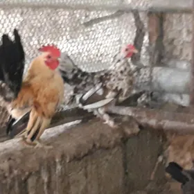 Serama kiçijik Horaz Towuk.