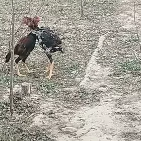 horaz towuk arassa gan