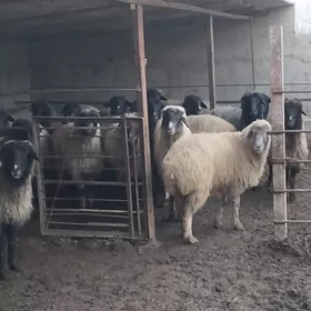 gurat mallar goýynnar