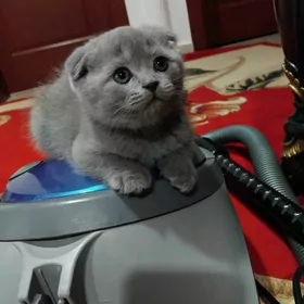 Шотландская порода котят