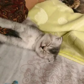 Wislouhi shotland shinshilla