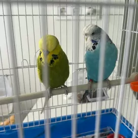 Чешские волнистые попугаи