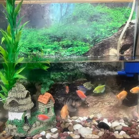 аквариум/akwarium