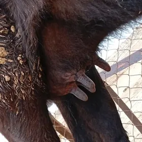 2 sany tanaly sygyrlar