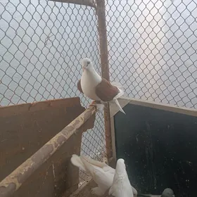 голуби kepderi