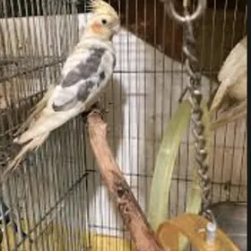 karella  карелла