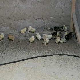 juje brama we balgar