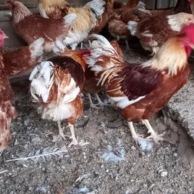 Ýumurtga Loman Braun