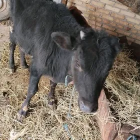 Corny pyýostyr okuz