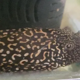 парчовый сом