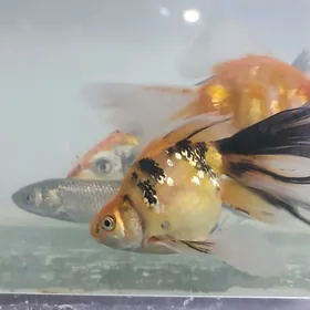 altyn balyk золотая рыбка