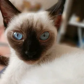 Сиамка в добрые руки