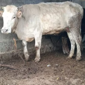 şaraley tohum sygyr