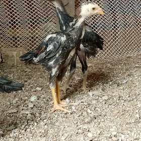 ташкент жуже