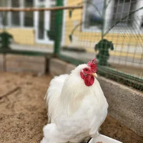 kohintin karlikowyý