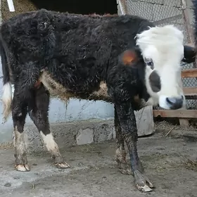 mallar tuweler okuzler