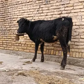 çornyy pyostra okuzce