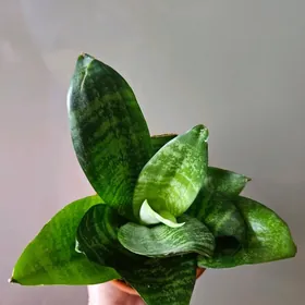 сансеверия