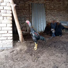 Taşken horaž jüje