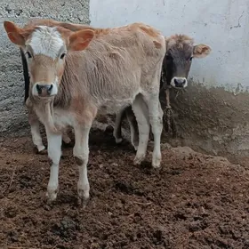 tüwe gapy mal sagdyn