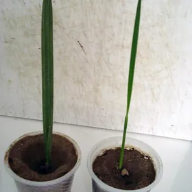 Пальма финиковая palma