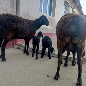 ГИССАР ГУЗУЛЫ ГОЙУН.