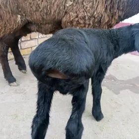 ГИССАР ГОЮН