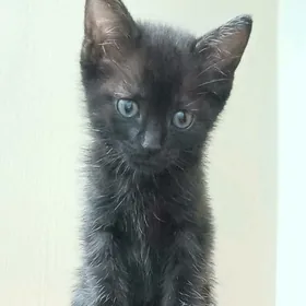  ПРОПАЛ КОТЁНОК 