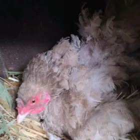 брама.товык.курк