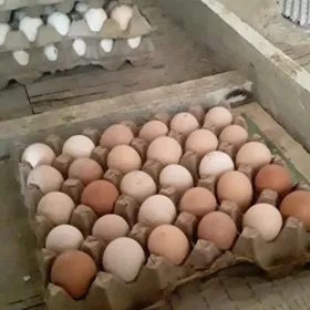 Доминант йумуртга инкубатор уч