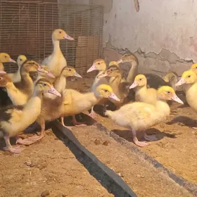 индаутга жужэ