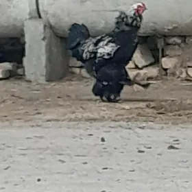 Balgar we Brama horazlar