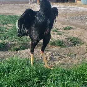 байец хораз