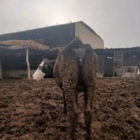 богаз швет унажын