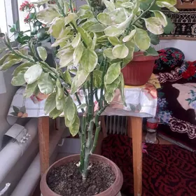 Педилантус