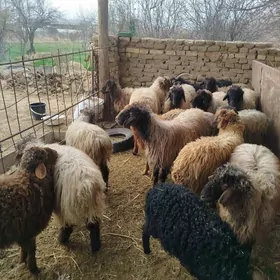 goýun geçi işşek