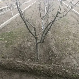 isgar gerek meydan isi