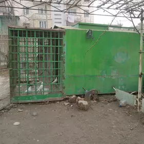 голубятник железный