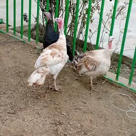 ARGİNAL OWGAN PARODA İNDUK HOZ