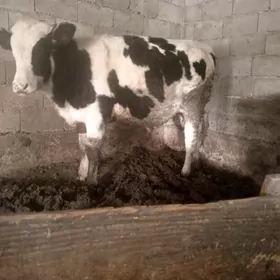 ARGİNAL GOLİŞTEÝİN ÖKÜZ