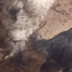 барма   жуже